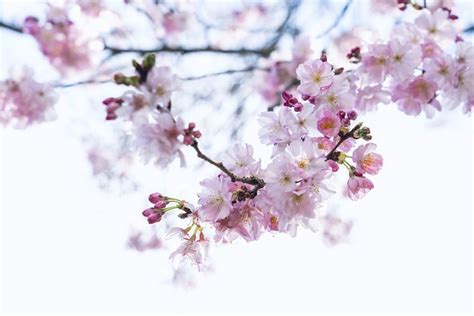 cherry photos|10,000+ Free Cherries & Cherry Blossom Photos